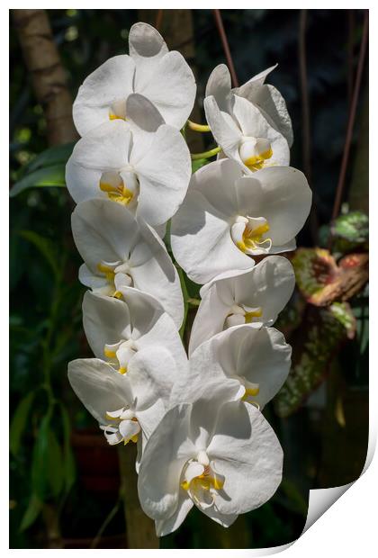 White Moth Orchid Flowers Print by Artur Bogacki