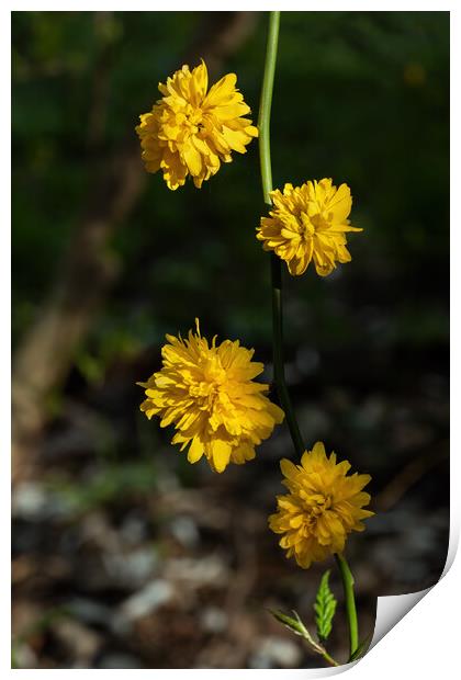 Kerria Japonica Pleniflora Yellow Flowers Print by Artur Bogacki