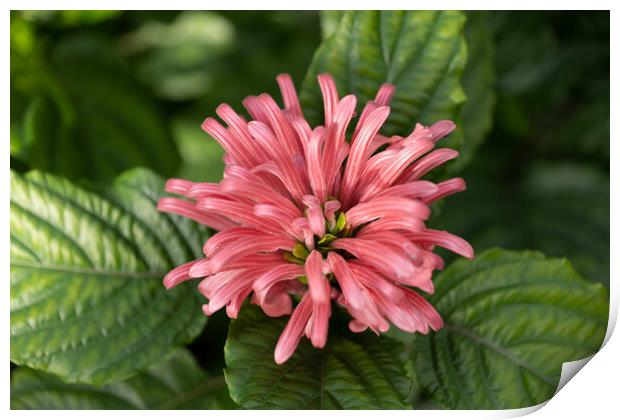 Brazilian Plume Flower Print by Artur Bogacki