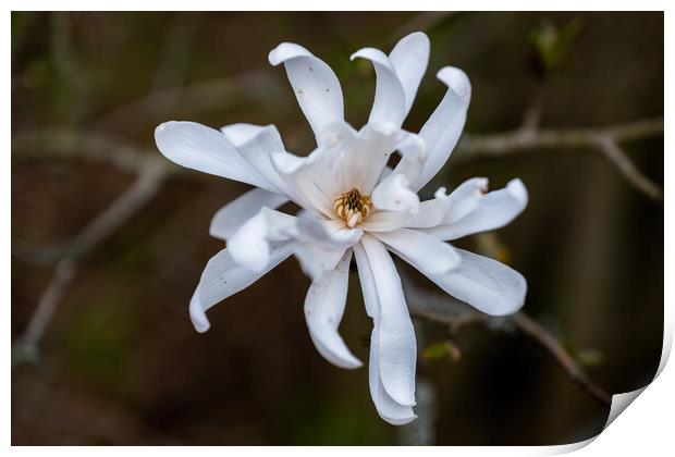 Magnolia Stellata Star Magnolia Flower Print by Artur Bogacki