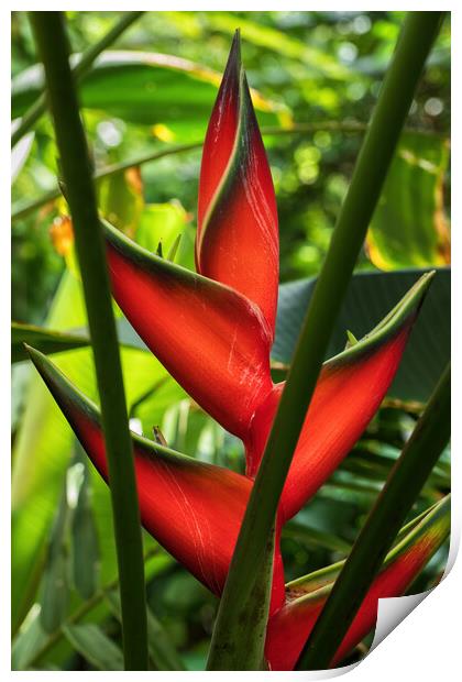 Heliconia Bihai Red Palulu Flower Print by Artur Bogacki