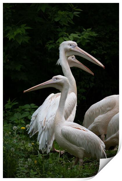 Eastern White Pelican Birds Print by Artur Bogacki