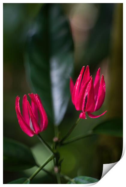 Pavonia Multiflora Brazilian Candles Flowers Print by Artur Bogacki