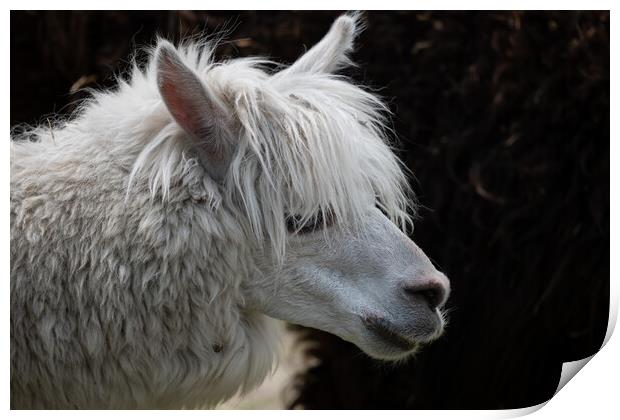 Alpaca Lama Pacos Portrait Print by Artur Bogacki