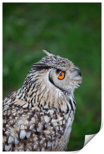 Indian Eagle Owl Print by Artur Bogacki