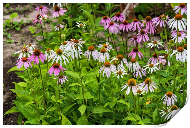 Eastern Purple Coneflower Echinacea Purpurea Print by Artur Bogacki