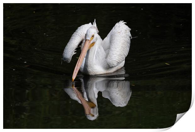 American White Pelican In The Lake Print by Artur Bogacki