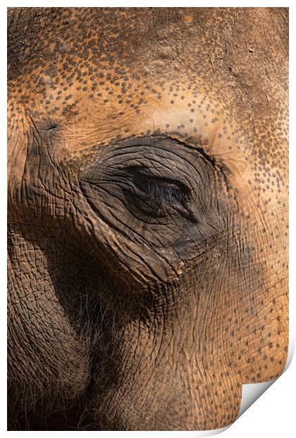 Asian Elephant Eye And Skin Details Print by Artur Bogacki