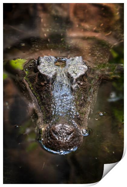 Smooth-fronted Caiman In Water Print by Artur Bogacki