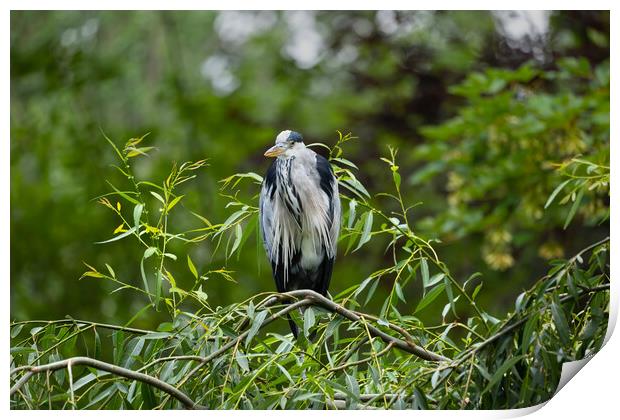 Grey Heron Bird On Tree Branch Print by Artur Bogacki