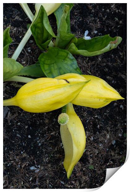 Lysichiton Americanus Yellow Skunk Cabbage Print by Artur Bogacki