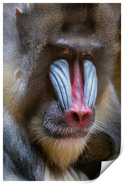 Mandrill Old World Monkey Portrait Print by Artur Bogacki