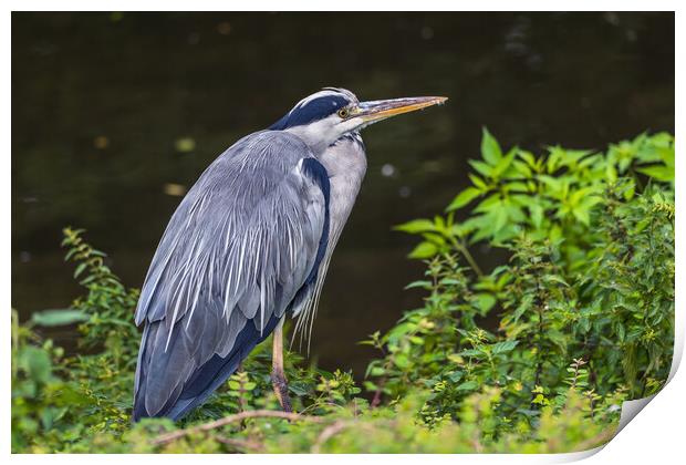 Grey Heron Ardea Cinerea At The Lake Print by Artur Bogacki