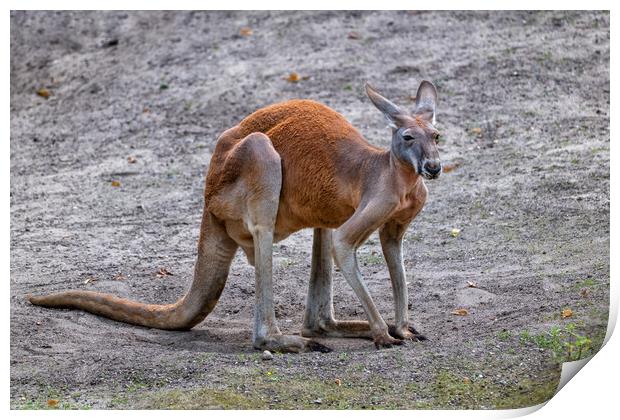 The Red Kangaroo Print by Artur Bogacki