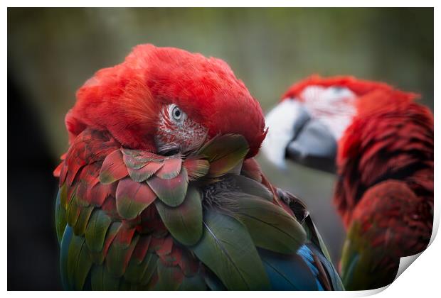 Green-winged Macaw Print by Artur Bogacki