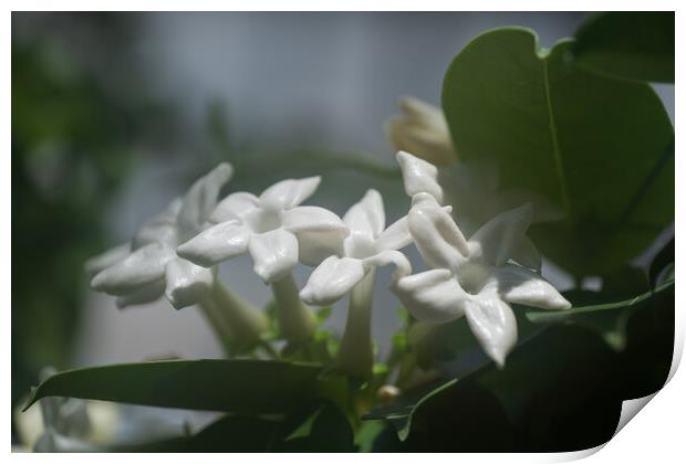 Stephanotis Floribunda Madagascar Jasmine Flowers Print by Artur Bogacki