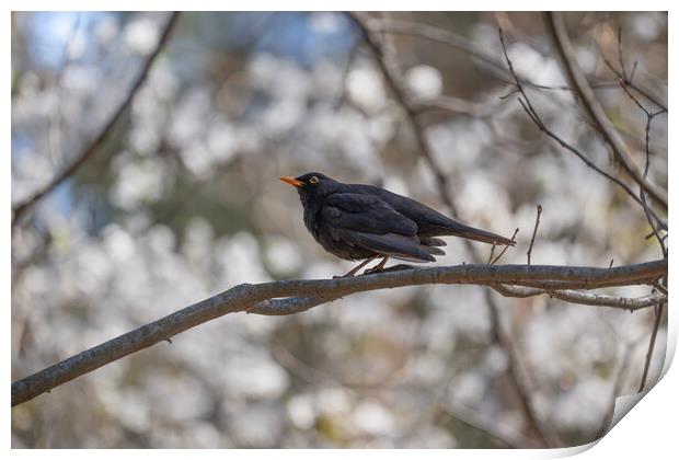 Eurasian Blackbird On Branch Print by Artur Bogacki