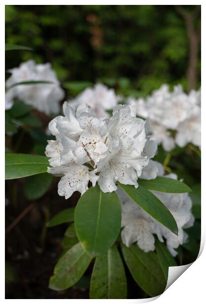 Rhododendron Yakushimanum Nakai Flowers Print by Artur Bogacki