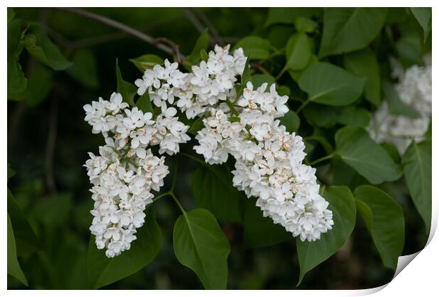 Common Lilac Liliana White Flowers Print by Artur Bogacki