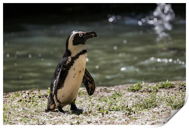 African Penguin By The Water Print by Artur Bogacki