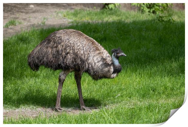 Emu Bird In The Meadow Print by Artur Bogacki