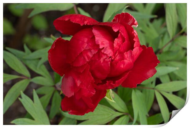 Red Peony Flower Paeonia Suffruticosa Print by Artur Bogacki