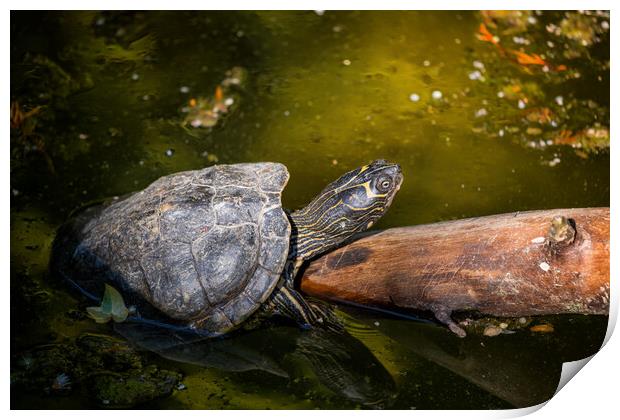 Mississippi Map Turtle Warm Up In The Sun Print by Artur Bogacki