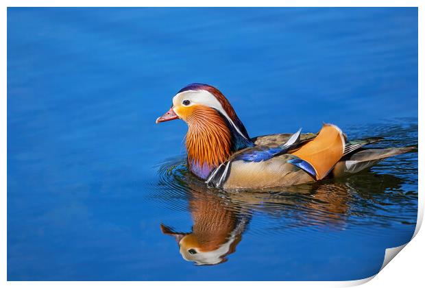 Mandarin Duck Swimming In Lake Print by Artur Bogacki