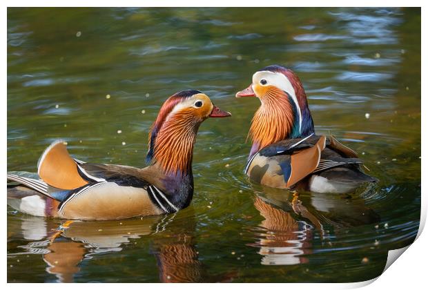 Mandarin Ducks In The Lake Print by Artur Bogacki