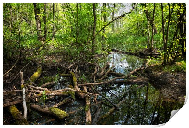 Wetlands In Kampinos Forest In Poland Print by Artur Bogacki
