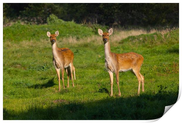 Barasingha Swamp Deers In Meadow Print by Artur Bogacki