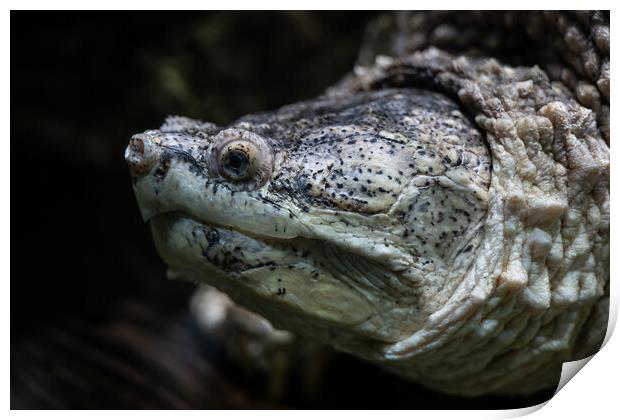 Common Snapping Turtle Underwater Portrait Print by Artur Bogacki