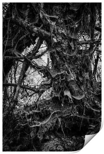 Fallen Tree Nature Abstract Print by Artur Bogacki