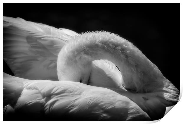 Sleeping Swan in Black and White Print by Artur Bogacki
