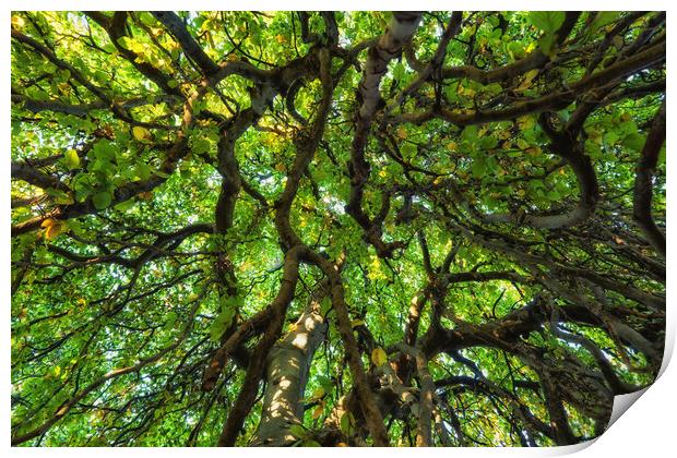 Majestic Canopy Of An Old Tree Print by Artur Bogacki