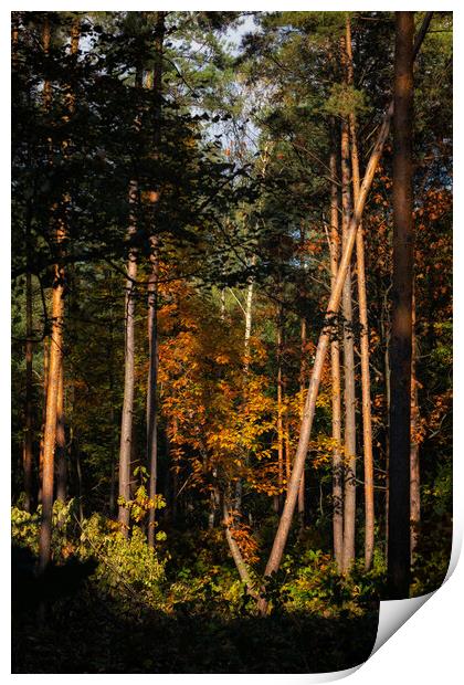 Sunset In Autumn Forest Wilderness Print by Artur Bogacki