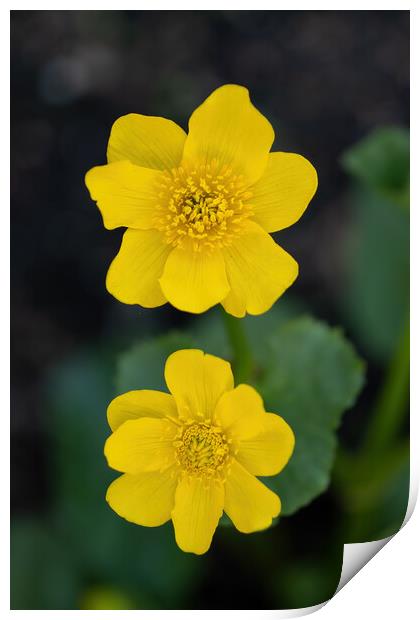 Caltha Palustris Kingcup Yellow Flower Print by Artur Bogacki