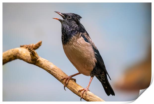 Rosy Starling Bird On Branch Print by Artur Bogacki