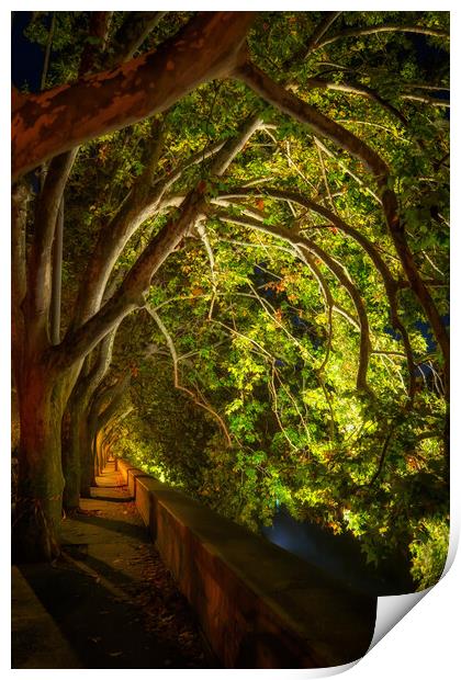 Trees Canopy At Riverside Alley By Night Print by Artur Bogacki