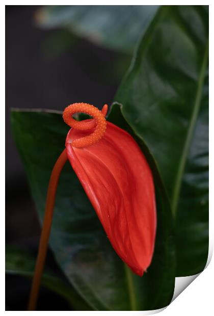 Anthurium Scherzerianum Red Flower Print by Artur Bogacki