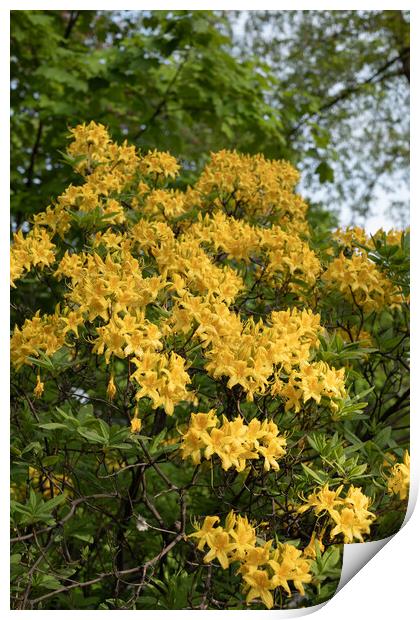 Rhododendron Luteum Sweet Yellow Flowers Print by Artur Bogacki