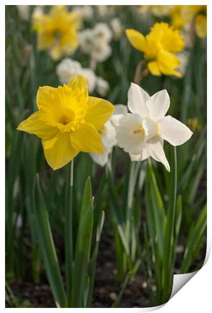 Narcissus Daffodil Yellow And White Flowers Print by Artur Bogacki