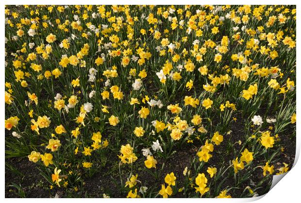 Narcissus Daffodil Blooming Flowers Field Print by Artur Bogacki