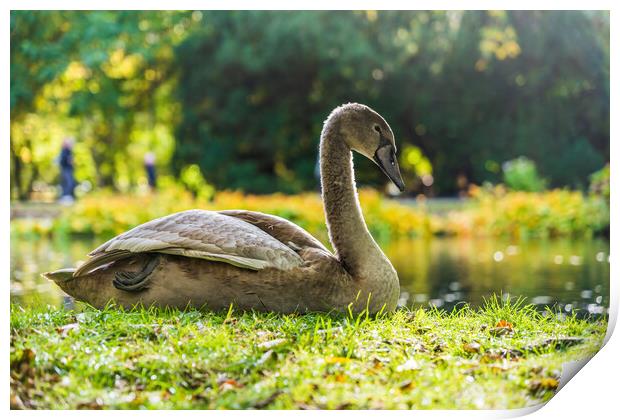 Young Swan In Sunlight On Lake Shore Print by Artur Bogacki