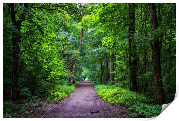Path Through Green Forest Park Print by Artur Bogacki