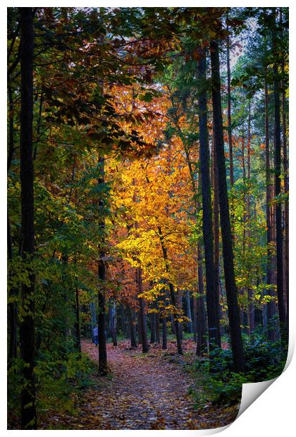 Sunset In Autumn Forest Print by Artur Bogacki