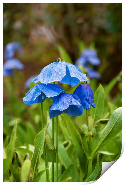 Himalayan Blue Poppy Meconopsis Slieve Donard Print by Artur Bogacki