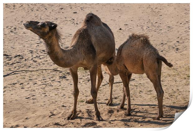 Dromedary Camel With Suckling Calf Print by Artur Bogacki