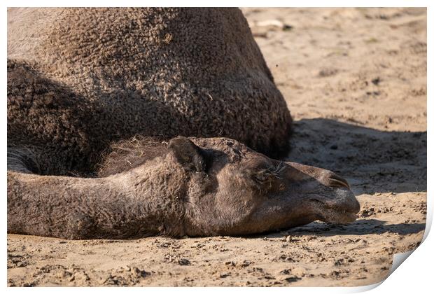 Dromedary Camel Lying On The Ground Print by Artur Bogacki
