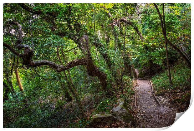 Old Forest With Hiking Trail In Sintra, Portugal Print by Artur Bogacki